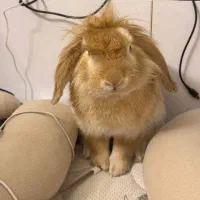 واگذاری رایگان خرگوش به شرط داشتن شرایط سرپرستی