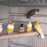 فنچ|پرنده|ساوه, |دیوار