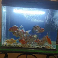 ماهی گلدفیش کالیکو|ماهی|بومهن, |دیوار