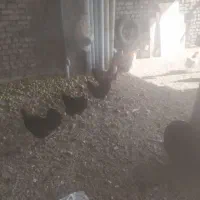 مرغ و خروس