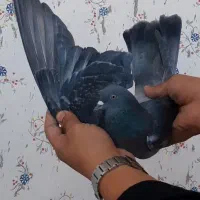 کفتر پررشی|پرنده|ایوان, |دیوار