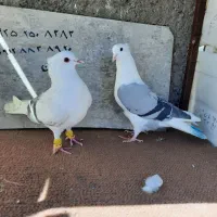 کبوتر پرنده