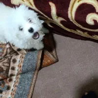 سگ شیترو