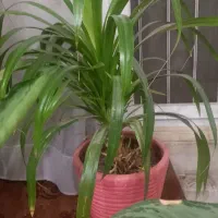 گل زیبا و سوسن