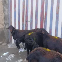 میش غزل افشار ‌درجه یک