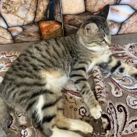 واگذاری گربه dsh|گربه|قائم‌شهر, |دیوار