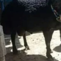 بره قره قزل