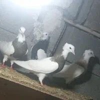 کبوتر طوقی|پرنده|دشت ذهاب, |دیوار