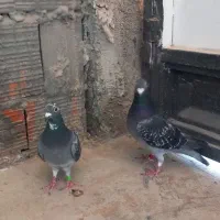 مسافتی پلاکی