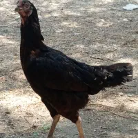 مرغ فروشی|حیوانات مزرعه|میناب, |دیوار