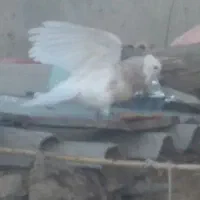 آجری کرمانشاه