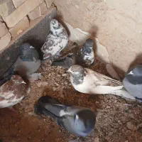 کبوتر|پرنده|بروجن, |دیوار