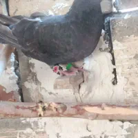 کبوترزاغنر