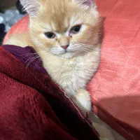 گربه پرشین اسکاتیش