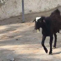 کره نر|حیوانات مزرعه|بندر دیر, |دیوار