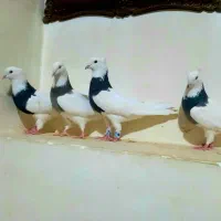 کبوتر|پرنده|رحمتآباد, |دیوار