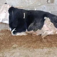 سه راس گوساله نر سیمینتال بلژکی و انگوس