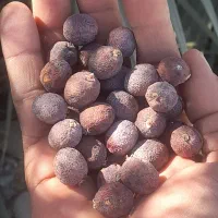 کونل  یا همون  خرما  کوهی شهرستان سرباز موجود|عمده‌فروشی|چابهار, |دیوار