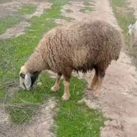 یک راس میش قصابی