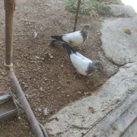 کبوتر زوردار|پرنده|اسلامآباد غرب, |دیوار