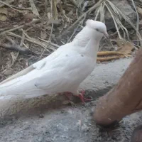 کبوتر فروشی|پرنده|گلپایگان, |دیوار