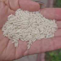هاشمی درجه یک به شرط پخت