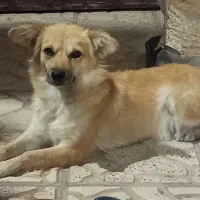 سگ پاکوتاه اصیل