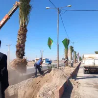 شهر کرد زیباتر با پالم نخل فنیکس تولید کننده رسمی|خدمات باغبانی و درختکاری|شهرکرد, |دیوار