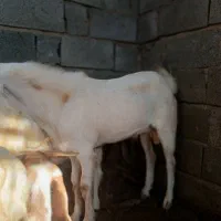 چپش نر|حیوانات مزرعه|فاریاب, |دیوار