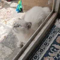 پرشین اسکاتیش