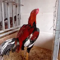 خروس لاری نصل دار