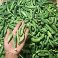 خیار بوته ای آبسرده