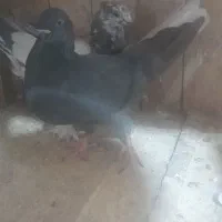 کبوتر|پرنده|قم, آزادگان|دیوار