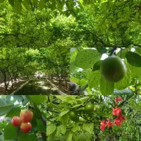 ۵۰۰ متر باغویلاسند کوچه برند بکه شهریار