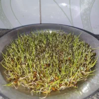 شلتوک|خدمات باغبانی و درختکاری|شوش, |دیوار