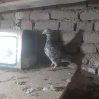 کبوتر به شرط پرش زدوخورد