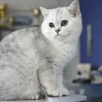 شهر گربه بریتیش سیلور|گربه|تهران, شهرک غرب|دیوار