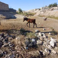 مادیان با کره|اسب و تجهیزات اسب‌سواری|دهدشت, |دیوار