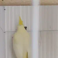 عروس دس باز|پرنده|پاوه, |دیوار