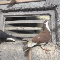 کفتر پرشی|پرنده|مشهد, کارمندان دوم|دیوار