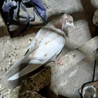 پرنده|پرنده|گتوند, |دیوار