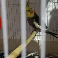 عروس هلندی سخنگوجفت