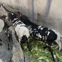 فروش بز و میش آفریقایی
