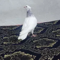 جوجه کبوتر طوقی