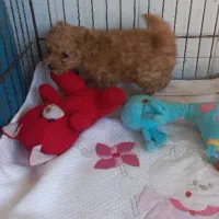 توله سگ پودل تاینی توی عروسک جیبی وزن بلوغ2ونیم|سگ|آمل, |دیوار