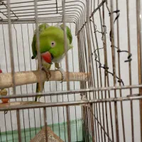 طوطی ملنگو ماده