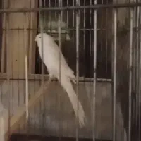 قناری رسمی بلند|پرنده|تهران, گلستان (شهرک راه آهن)|دیوار