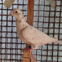 کبوتر طاووسی و الماسی