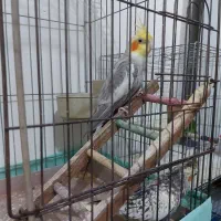 یو جفت عروسی هلندی مولد وسالم|پرنده|تهران, پاسداران|دیوار