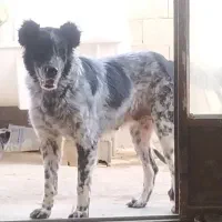 واگذاری ماده بومی شکم پر